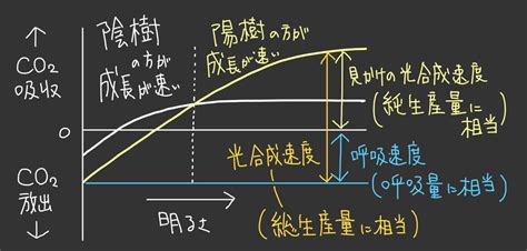 陽樹 陰樹|陽樹・陰樹の光合成速度差の原理的原因 